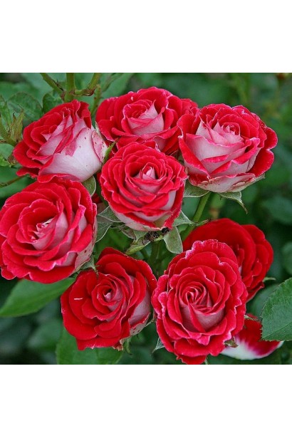 Роза спрей Руби Стар – бело-красные махровые бутоны.